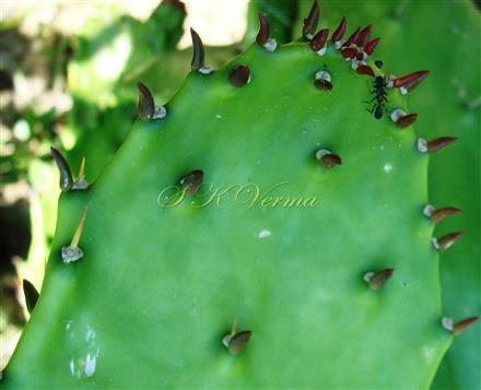  Phylloclade with areoles and leaves